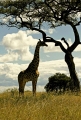 GIRAFFE SILHOUETTE AT MASAI MARA, KENYA