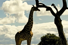 Africa