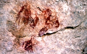 Libyan Petrographs