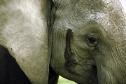 AMBOSELI ELEPHANT FACE