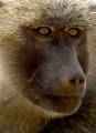 BABOON FACE