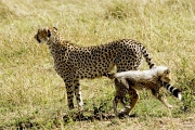 MASAI MARA GAME RESERVE