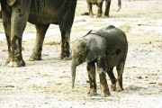 ELEPHANT AND BABY AMBOSELI