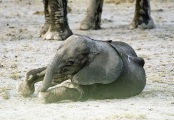 ELEPHANT INFANT AMBOSELI