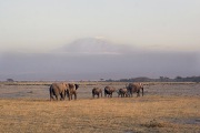 ELEPHANTS AT KILAMANJARO