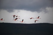 FLAMINGOS FLYING HIGH