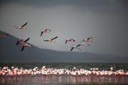 FLAMINGOS IN FLIGHT KENYA