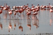 FLAMINGOS LAKE NAKURU