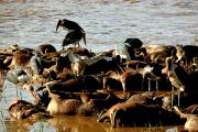 MASAI MARA CARNAGE