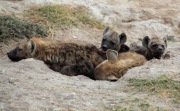 HYENA PUPS KENYA