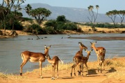 IMPALA IN SAMBURU GAME RESERVE