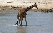 RARE RETICULATED GIRAFFE