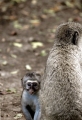 VERVET MONKEY MOTHER AND BABY