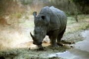 KRUGER RHINO IN KRUGER NATIONAL PARK