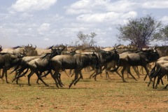 African Wildlife