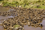 WILDERBEEST MIGRATION CARNAGE