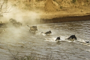 WILDERBEEST CROSSING MARA RIVER