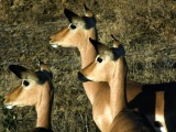 YOUNG IMPALA