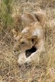 YOUNG LION IN GRASSES KRUGER