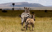 ZEBRA AND FOAL AT MASAI MARA