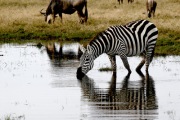 ZEBRA DRINKING AT A WATERHOLE