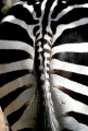 ZEBRA BUM