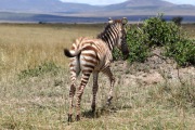 ZEBRA FOAL