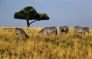 ZEBRA MASAI MARA GAME RESERVE