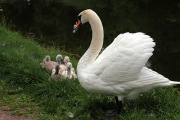 SWAN FAMILY