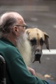 DOG DAY MARCHERS