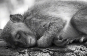 MONKEY AT BALINESE TEMPLE ULUWATU