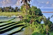 Coastal Paddies Bali