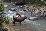 COW BATH