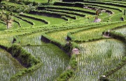 ISEH RICE FIELDS CENTRAL  BALI