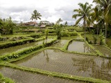 RICE FIELD AT SIDEMAN ROAD