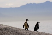 AFRICAN PENGUIN ON A ROCK AT BOULDERS BEACH