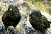 KEA  NEW ZEALAND ALPINE PARROTS