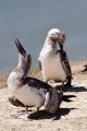 AUSTRALASIAN GANNET CHICKS