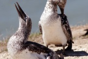 AUSTRALASIAN GANNET CHICKS