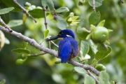 AZURE KINGFISHER