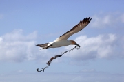 AUSTRALASIAN GANNET COLONY CAPE KIDNAPPERS