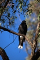 BLACK CURRAWONG