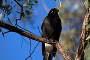 BLACK CURRAWONG