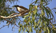 BIRD LIFE KUNUNURRA  WA