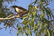 BIRD LIFE KUNUNURRA  WA