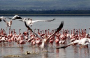 PELICANS AND FLAMINGOS LAKE NAKURU KENYA