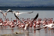 PELICANS AND FLAMINGOS LAKE NAKURU KENYA