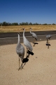 BROLGAS ON THE MAIN ROAD AT KYNUNA QLD