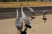 BROLGAS ON THE MAIN ROAD AT KYNUNA QLD