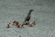 CALIFORNIA QUAIL AND CHICKS